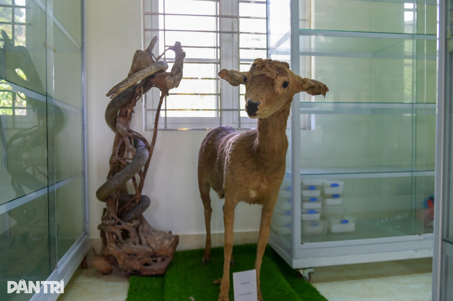 Cận cảnh loài thằn lằn cá sấu ở Việt Nam, có mặt từ thời khủng long - 12 Cận cảnh loài thằn lằn cá sấu ở Việt Nam, có mặt từ thời khủng long - 12