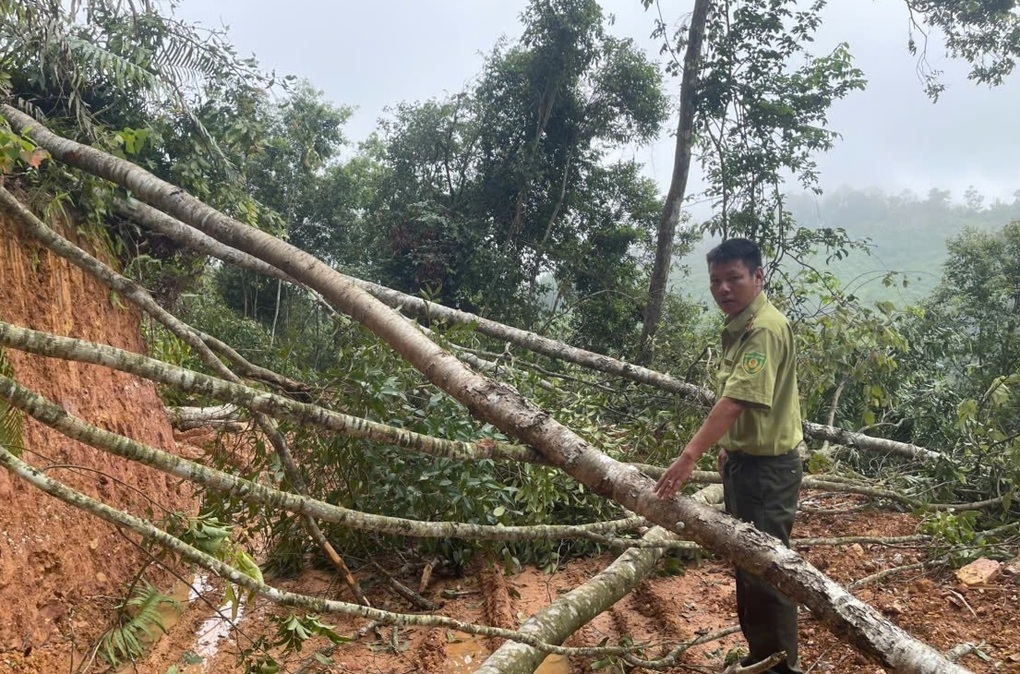 Chuyển hồ sơ vụ phá rừng ở Lạng Sơn cho công an điều tra - 2 Chuyển hồ sơ vụ phá rừng ở Lạng Sơn cho công an điều tra - 2