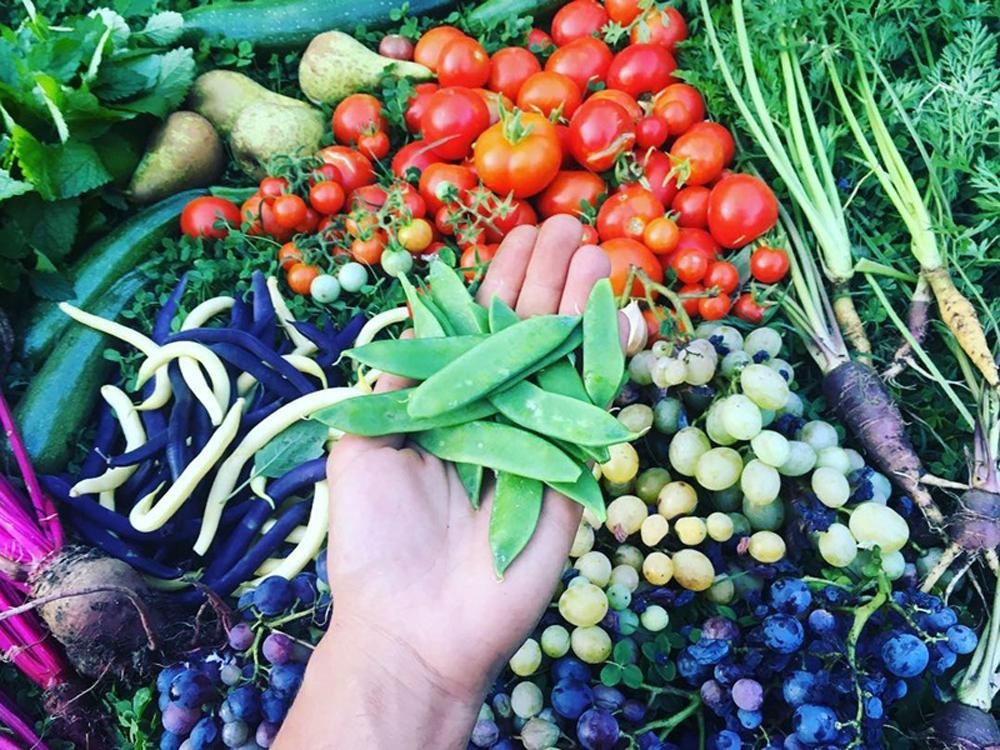 Cuộc sống gần gũi thiên nhiên trong khu vườn 2500m2 của cô gái 23 tuổi - 5 Cuộc sống gần gũi thiên nhiên trong khu vườn 2500m2 của cô gái 23 tuổi - 5