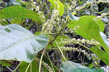 Bé gái 4 tuổi suýt mất mạng vì ăn canh lá lộc mại chữa táo bón