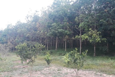 Khẩn trương kiểm tra vụ Giám đốc Công ty lâm nghiệp lấn chiếm đất rừng tại Quảng Trị