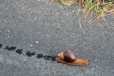 Gặp tai nạn trên đường cao tốc vì... chất nhờn của ốc sên