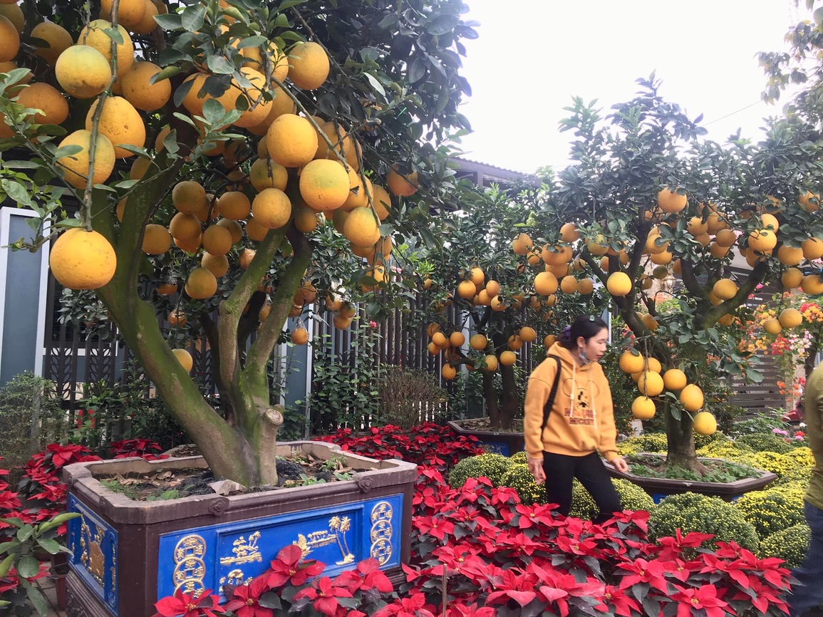 Bưởi cảnh lúc lỉu quả, Bưởi cảnh lúc lỉu quả,