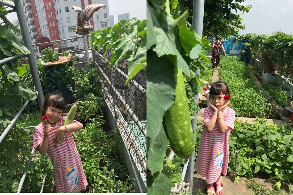 Gia đình Hà Nội đưa quê về phố, làm vườn rau xanh mát trên nóc nhà - 13 Gia đình Hà Nội đưa quê về phố, làm vườn rau xanh mát trên nóc nhà - 13