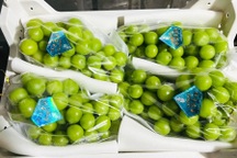 Vì sao nho sữa Trung Quốc ồ ạt về Việt Nam với giá siêu rẻ?