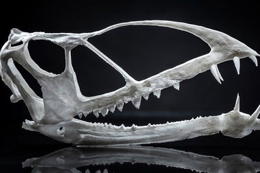 Phát hiện một loài động vật bay thống trị bầu trời nguyên thủy