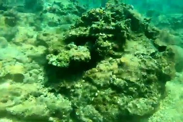 Vì sao rạn san hô ở biển Hòn Sẹo chết?