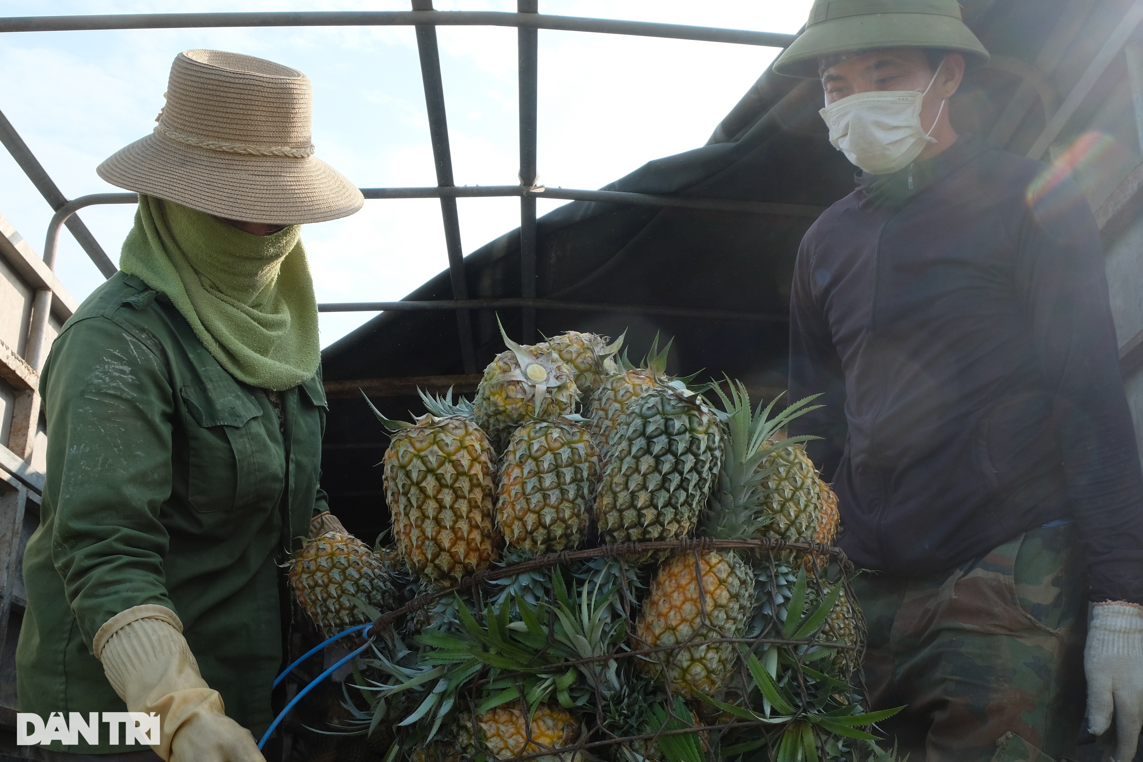 Rớt giá 30%, nông dân vẫn bỏ túi cả trăm triệu đồng từ cây dứa - 4 Rớt giá 30%, nông dân vẫn bỏ túi cả trăm triệu đồng từ cây dứa - 4