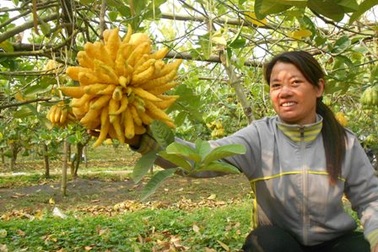 Vườn phật thủ giá 400 triệu đồng