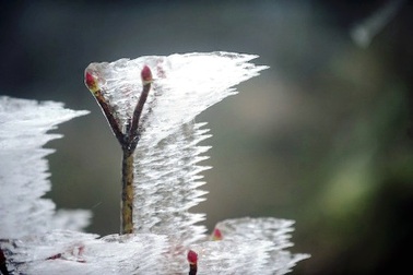 Kỳ thú băng tuyết phủ trắng đỉnh Mẫu Sơn
