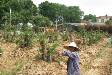 Tái lấn chiếm để trồng cây, đòi hỗ trợ tổng trị giá 19 tỉ đồng!