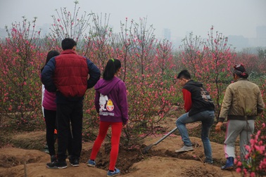 Cuối năm “đại hạ giá” đào tết, khách vào tận vườn mua cả cây