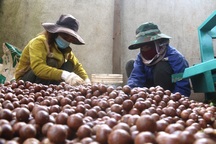 Người dân biên giới có "của ăn, của để" nhờ trồng cây tỷ đô