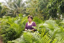 Trồng cau vàng và trúc Nhật đốm dưới tán xoài thu nhập nửa tỷ đồng mỗi năm