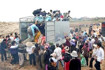 Dân đổ xô cướp gà tiêu hủy