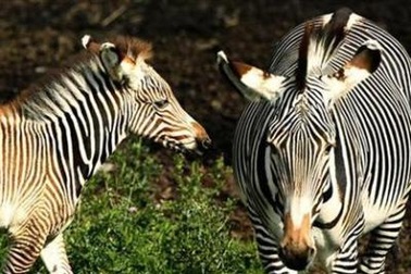 Từ điển bách khoa trực tuyến về thiên nhiên đầu tiên