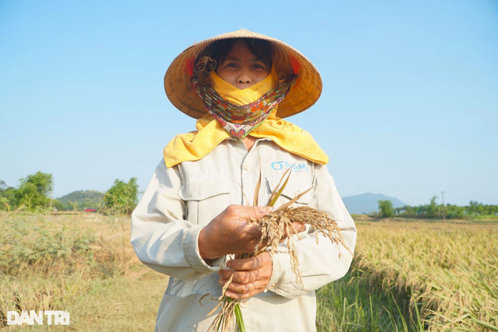 Mưa ngập trắng đồng, nông dân xót xa gặt lúa về cho gà ăn - 6 Mưa ngập trắng đồng, nông dân xót xa gặt lúa về cho gà ăn - 6