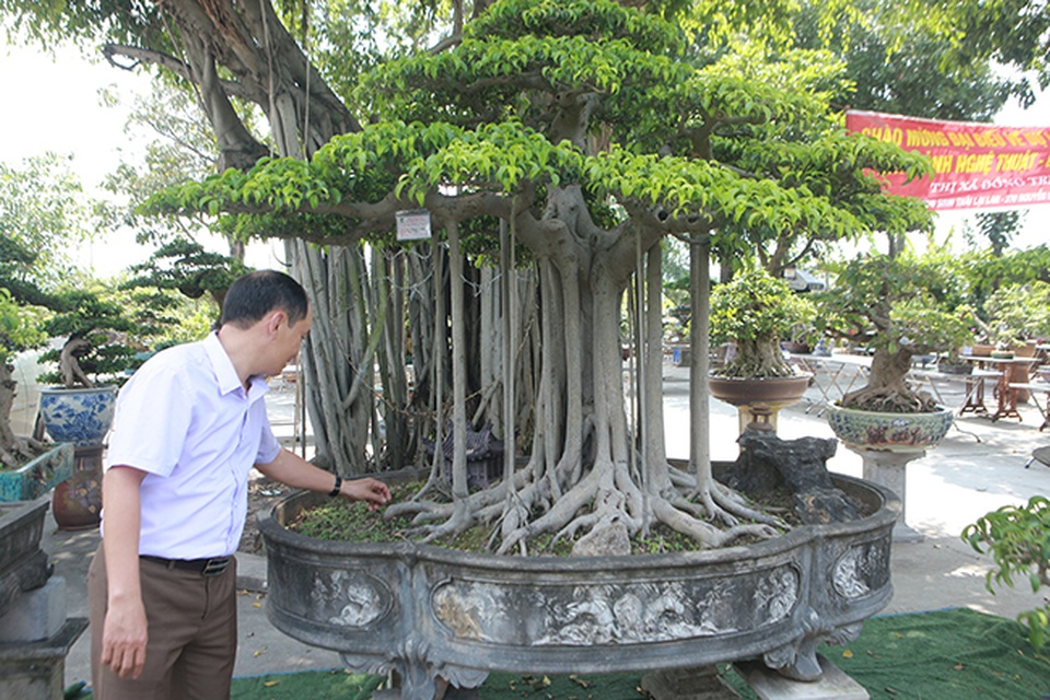 Chiêm ngưỡng “chùa Đồng” dưới bóng cây sanh tiền tỷ - 2 Chiêm ngưỡng “chùa Đồng” dưới bóng cây sanh tiền tỷ - 2
