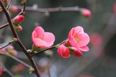 “Tết này, về ngoại đi con”