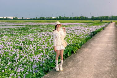 Phát hiện đầm hoa lục bình tím biếc ở Hà Nội, giới trẻ đổ xô săn ảnh đẹp