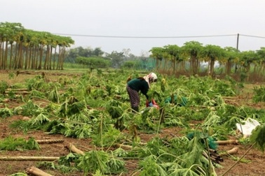 Dân khóc ròng vì mất trắng vụ rau Tết do mưa lũ