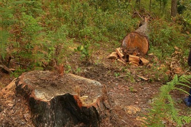 Bắt giữ 4 người chặt hạ rừng thông ba lá ở Lâm Đồng