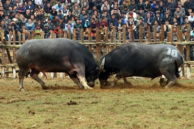Lễ hội chọi trâu Hải Lựu diễn ra trong 3 ngày, không bán vé vào xem