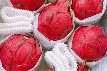 Thực hư thanh long ruột đỏ Đài Loan 500.000 đồng/kg