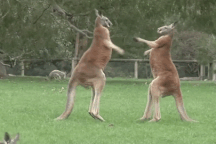 "Vũ khí bí mật" của kangaroo thực ra không phải là đấm bốc