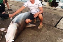 Ngư dân bắt được cá lạ giống cá mập, bán 18 triệu đồng