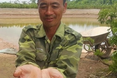 Dưới nuôi cá trên trồng đinh lăng, mỗi năm kiếm cả trăm triệu đồng