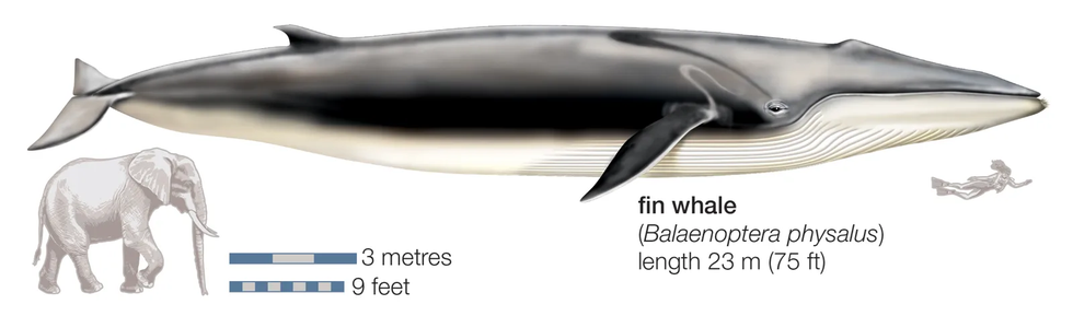 Vì sao nhiều quốc gia vẫn săn bắt cá voi dù bị dư luận thế giới lên án? - 8