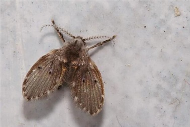 Đập ruồi đậu trong mắt, người đàn ông phải múc bỏ nhãn cầu