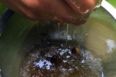 Hơn nửa chỉ vàng chưa chắc mua được một lít mật ong rú