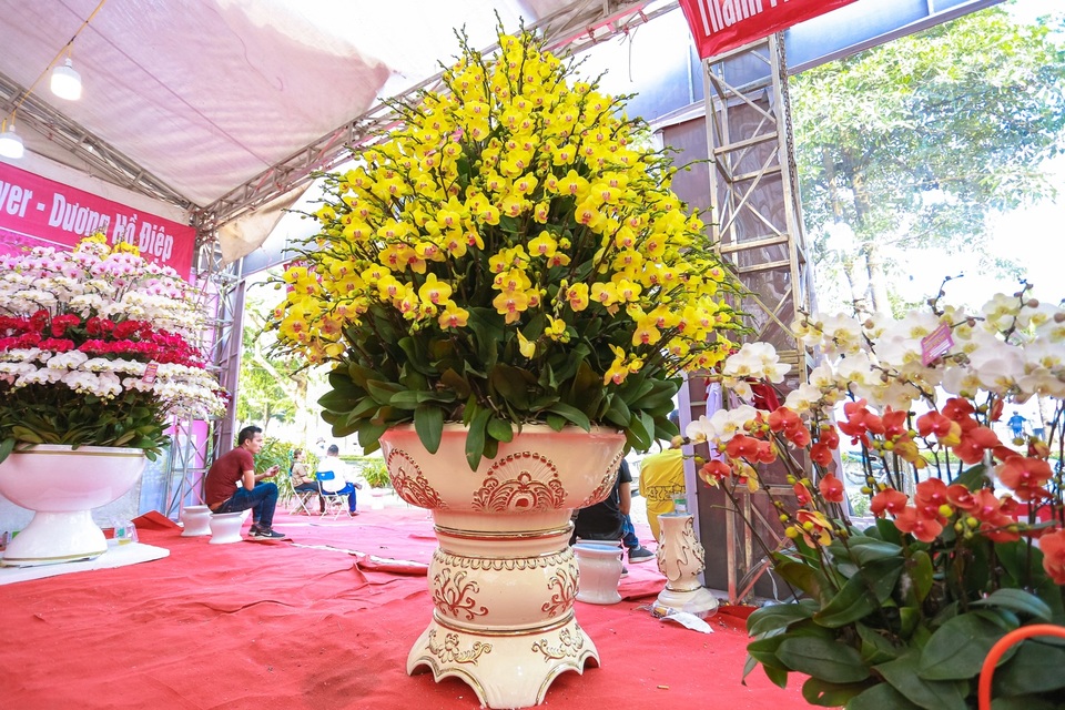 Chậu lan hồ điệp “khủng” cao hai mét, giá trăm triệu phục vụ đại gia chơi Tết Canh Tý - 8 Chậu lan hồ điệp “khủng” cao hai mét, giá trăm triệu phục vụ đại gia chơi Tết Canh Tý - 8