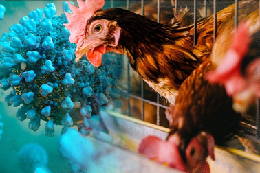 Cúm gia cầm H5N1 gây tử vong cho người, Bộ Y tế chỉ đạo ứng phó