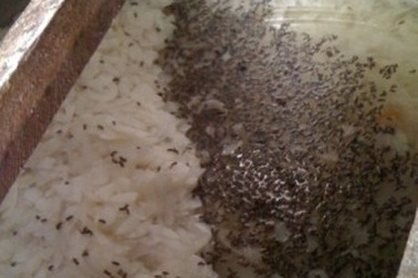 Mứt tết Xuân Đỉnh: Ruồi ăn trước, người ăn sau