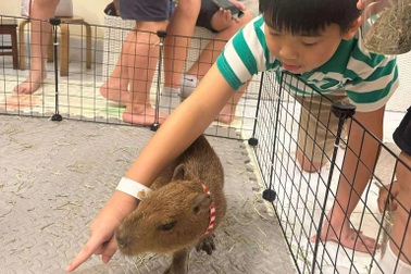 Chuột lang nước capybara gây sốt, người Hà Nội chờ nửa ngày để được vuốt ve