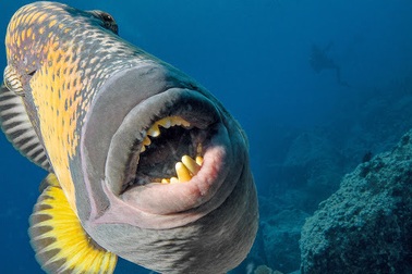 Đói ăn, cá sống dưới đại dương phải nhảy lên bờ để săn mồi