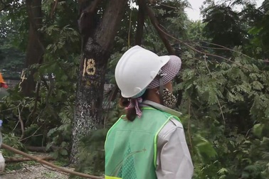 Hà Nội bắt đầu cắt tỉa hàng cây xanh trên đường Kim Mã