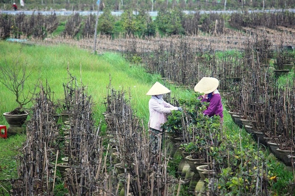 Kiếm tiền Tết: Nghề “ôm cây, lặt lá” phải chịu được đau lưng, mỏi gối - 11 Kiếm tiền Tết: Nghề “ôm cây, lặt lá” phải chịu được đau lưng, mỏi gối - 11