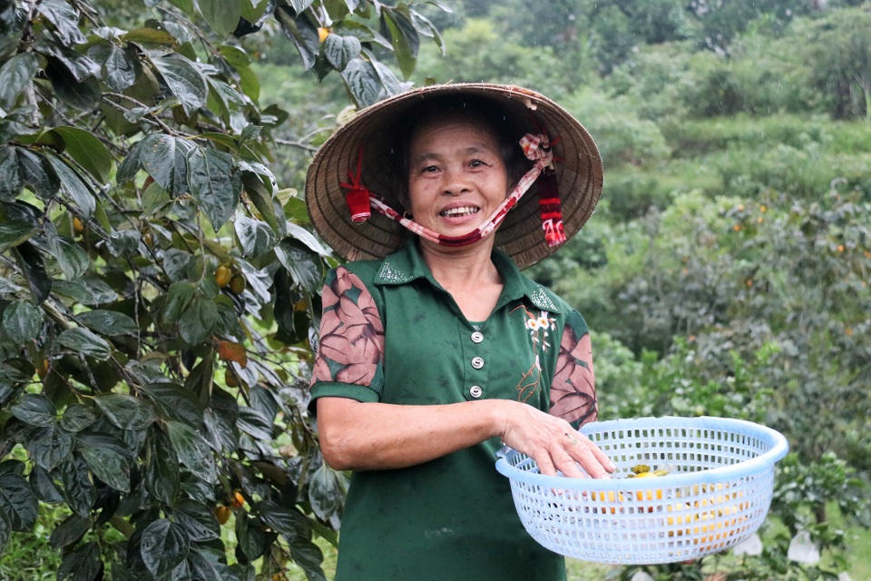 Hà Tĩnh: Hồng Yên Du được mùa, người dân phấn khởi “đếm quả, lấy tiền” - 8 Hà Tĩnh: Hồng Yên Du được mùa, người dân phấn khởi “đếm quả, lấy tiền” - 8