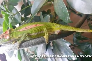 Cảnh sinh nở kỳ lạ của con tắc kè