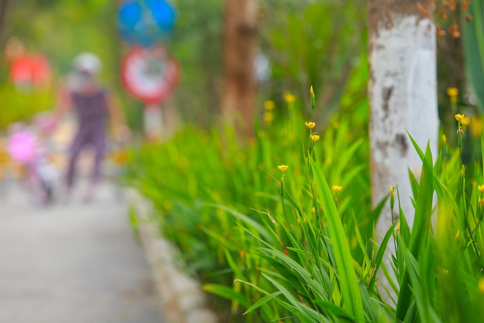 Người Hà Nội thích thú với đường đi bộ rợp cây xanh lãng mạn như phim Hàn - 3 Người Hà Nội thích thú với đường đi bộ rợp cây xanh lãng mạn như phim Hàn - 3