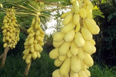 Cận cảnh vườn đu đủ vàng trăm triệu ở miền Tây