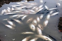 Cá lồng chết hàng loạt lúc nửa đêm, dân trở tay không kịp