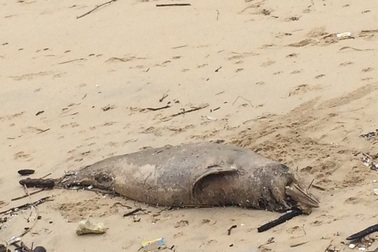 Cá heo 70kg chết dạt vào bờ biển Quảng Bình
