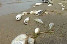 Dân đòi bồi thường vụ cá, vịt chết trên sông Trà Khúc 