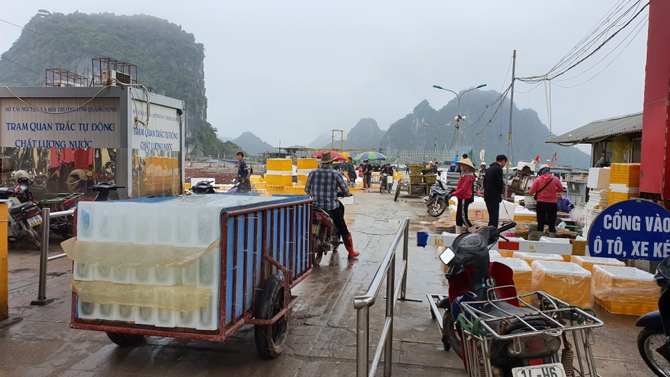 Mục sở thị chợ cá nổi tiếng ở Cái Rồng, Vân Đồn sau bão Covid-19 - 9 Mục sở thị chợ cá nổi tiếng ở Cái Rồng, Vân Đồn sau bão Covid-19 - 9