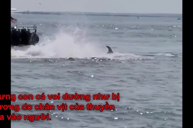 Cá voi va chạm với thuyền, hất người phụ nữ rơi xuống biển